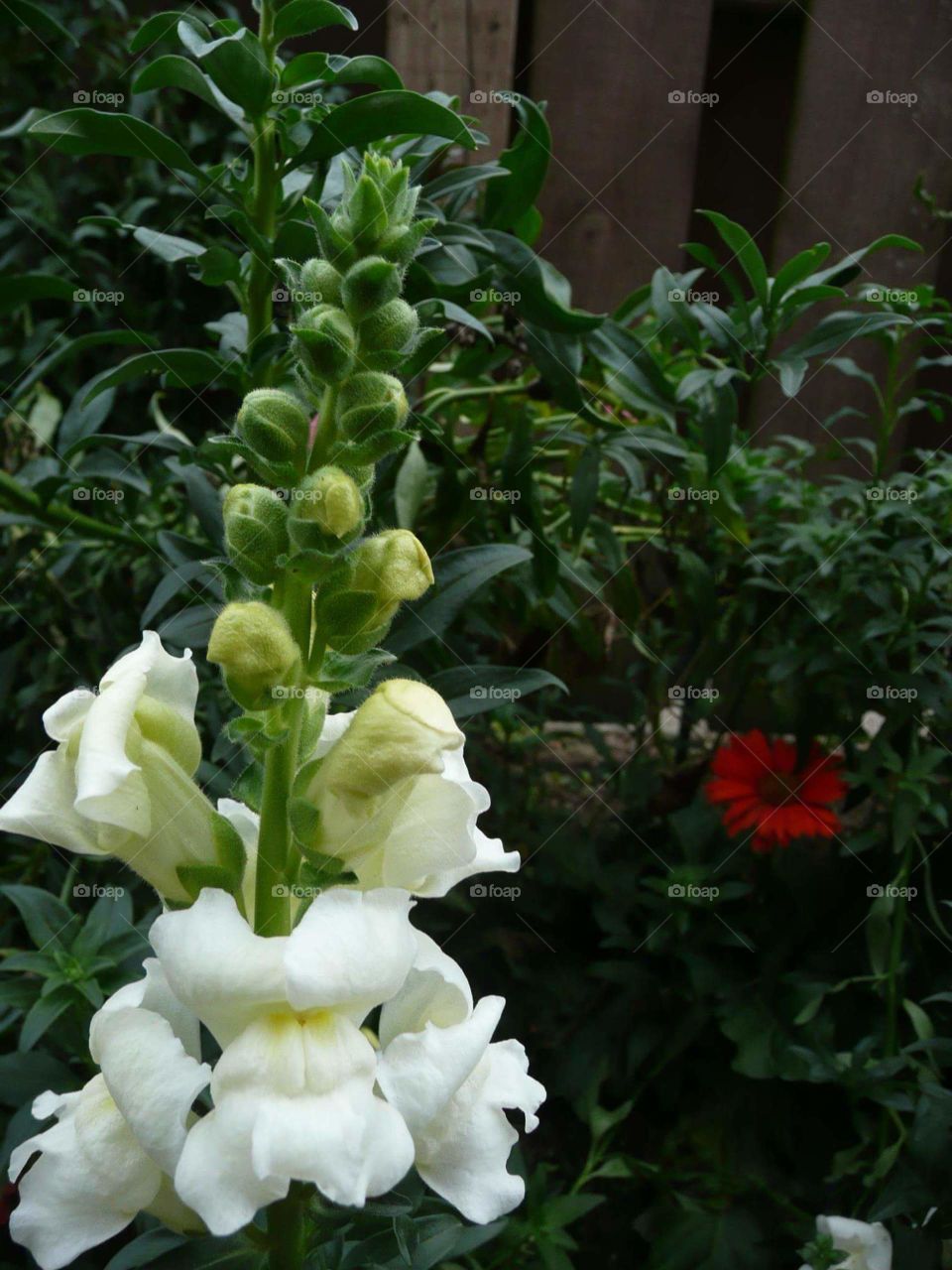 white snapdragons green leaves red accent