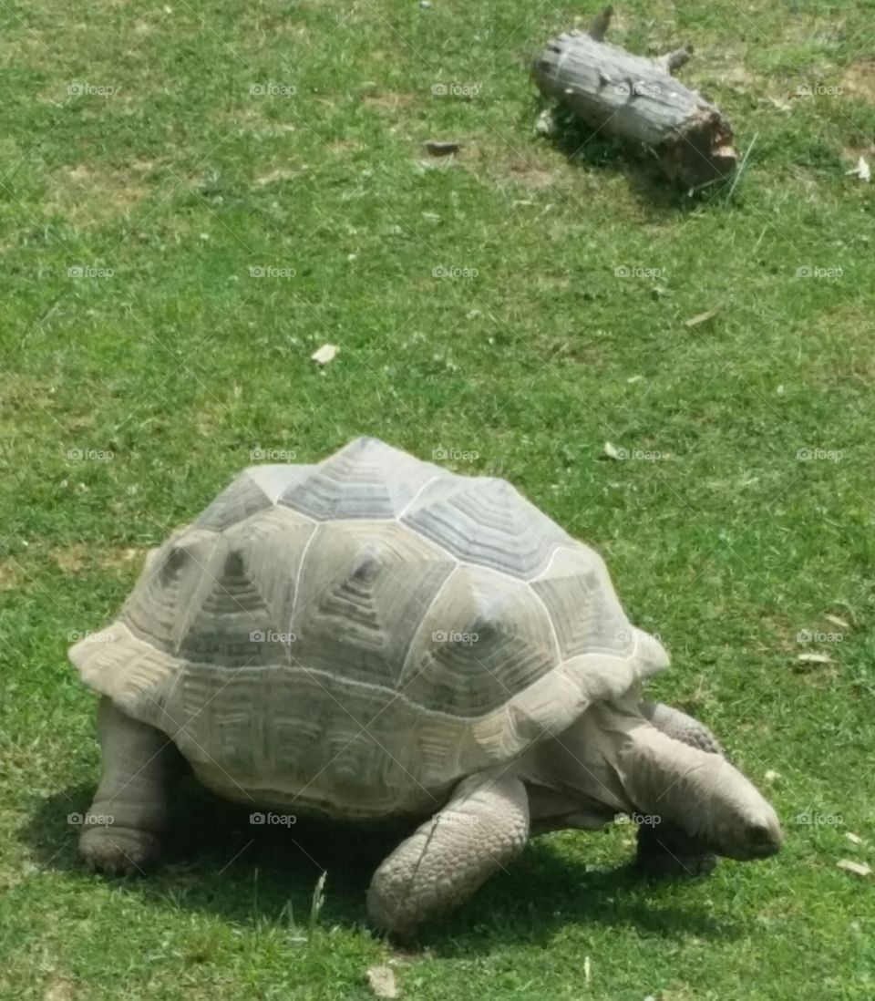 Tortoise