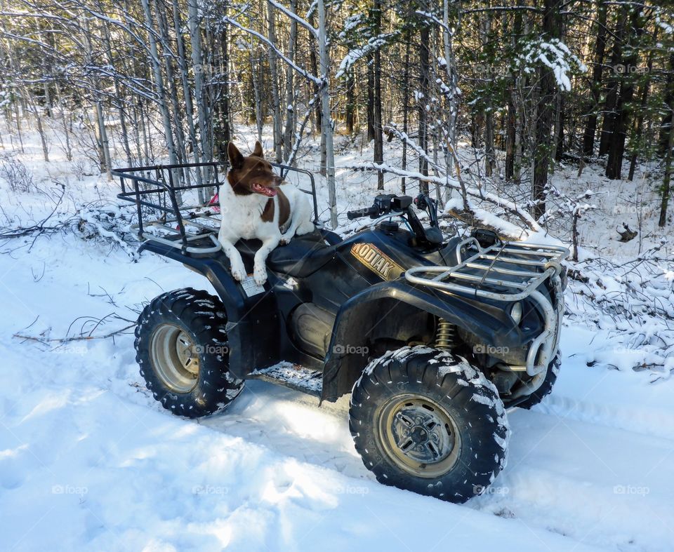 ATV pup