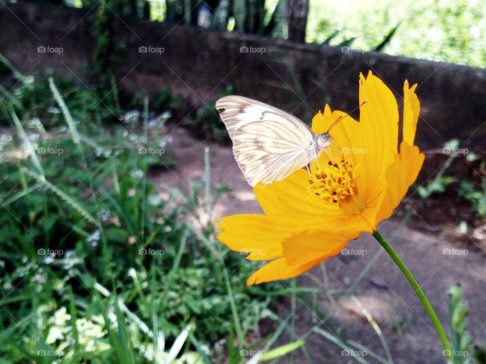 Butterfly landing flower