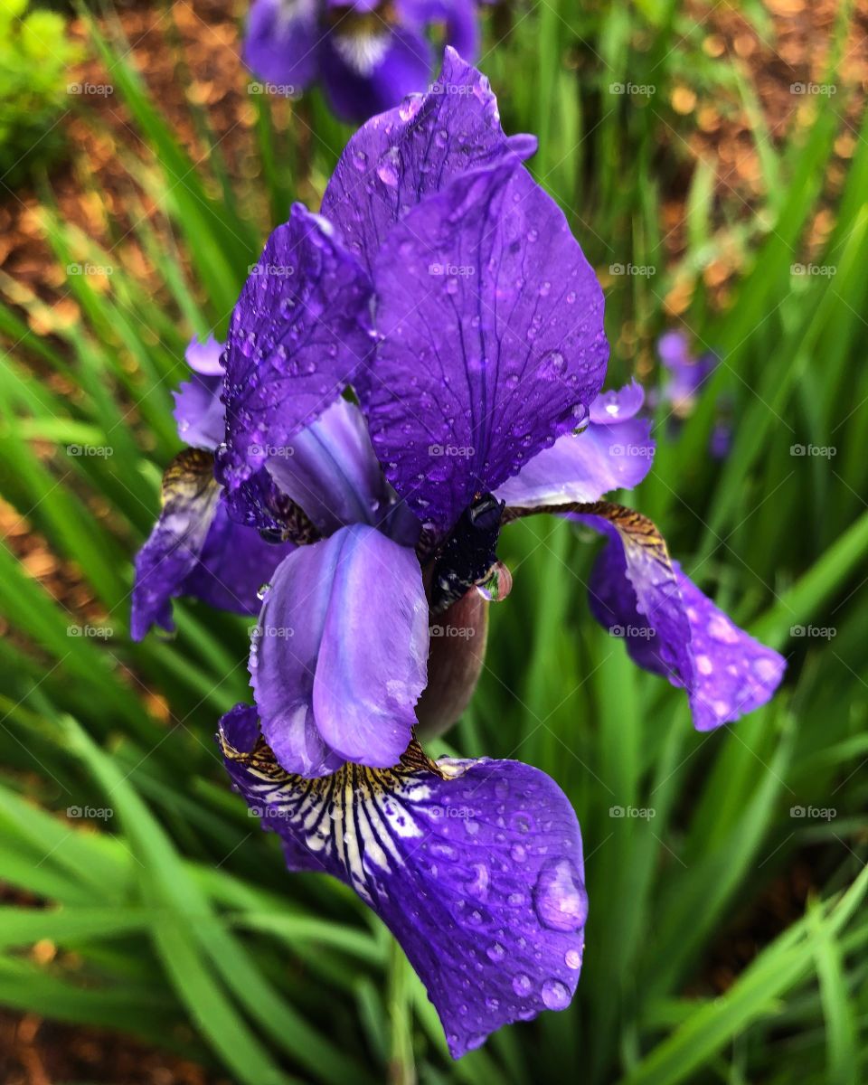Iris