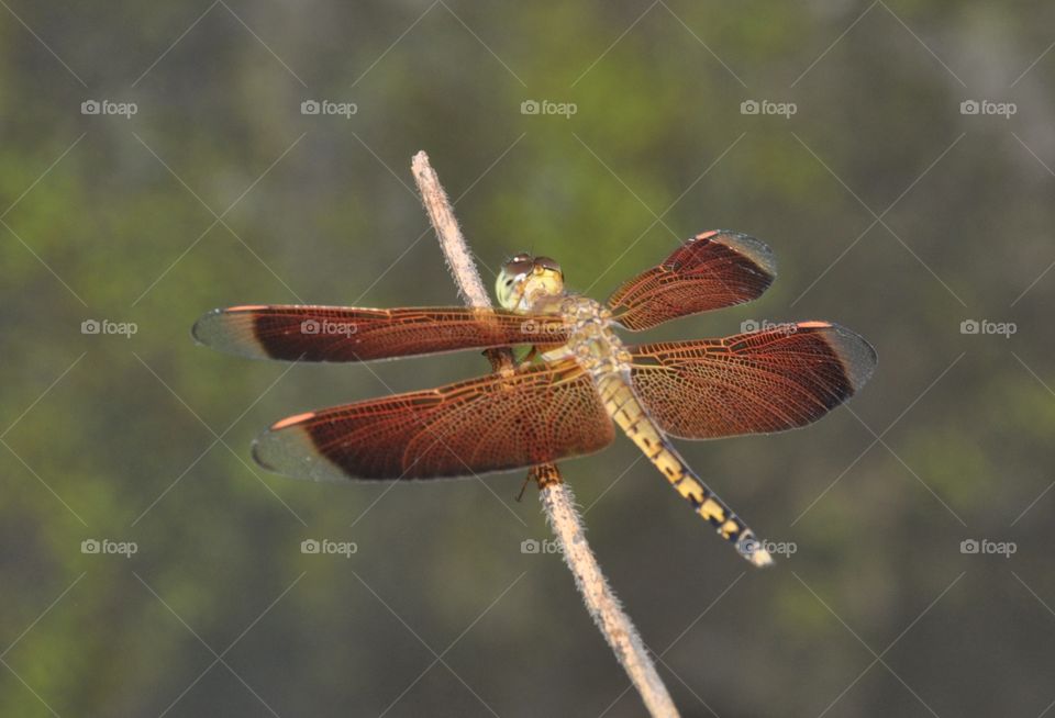 Dragonfly
