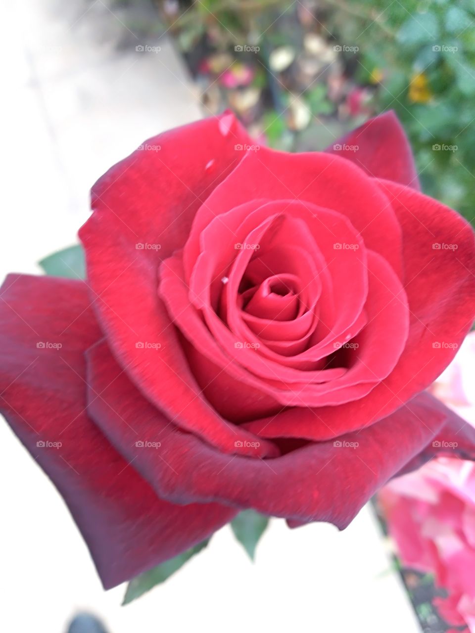 Red velvet rose