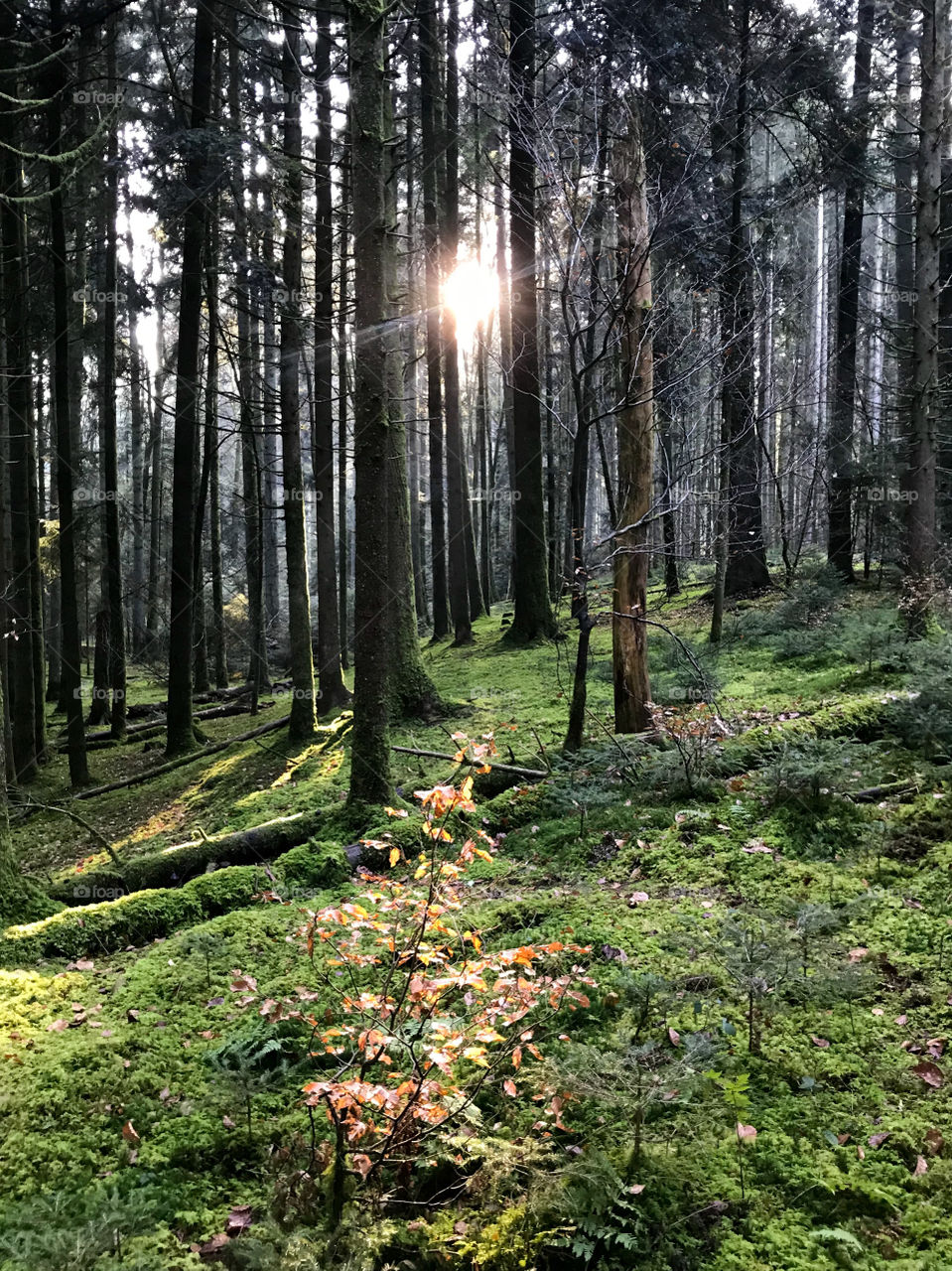 Swiss Forest 