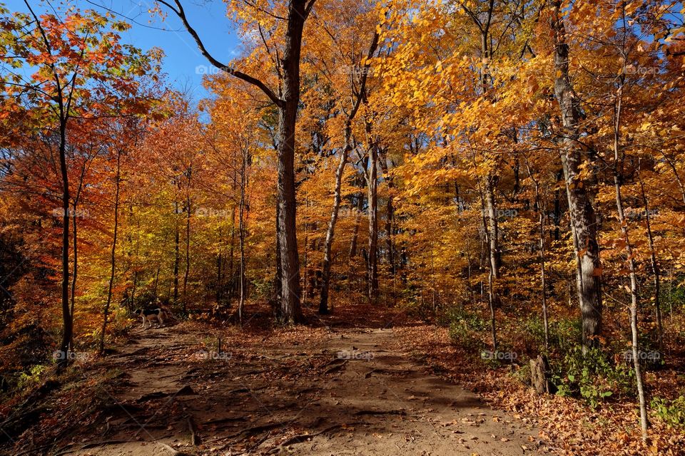 Scenic view of autumn trees in the forest