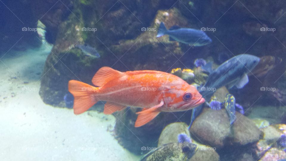 orange fish