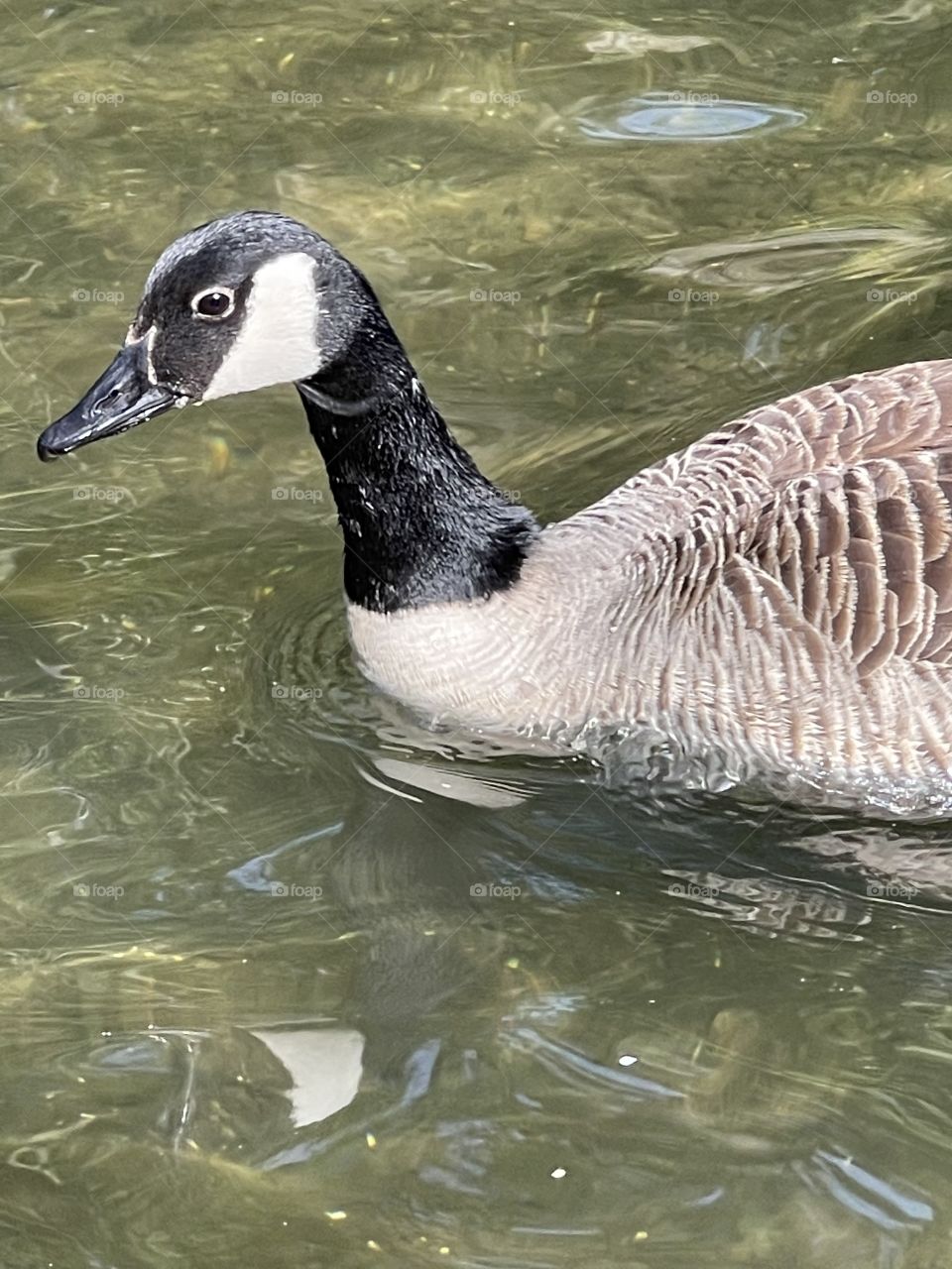 Canada goose 