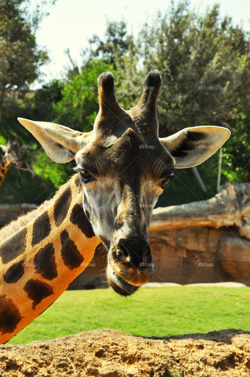 Close-up of giraffe