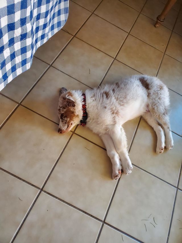 Super wonderful puppy! Taking a siesta