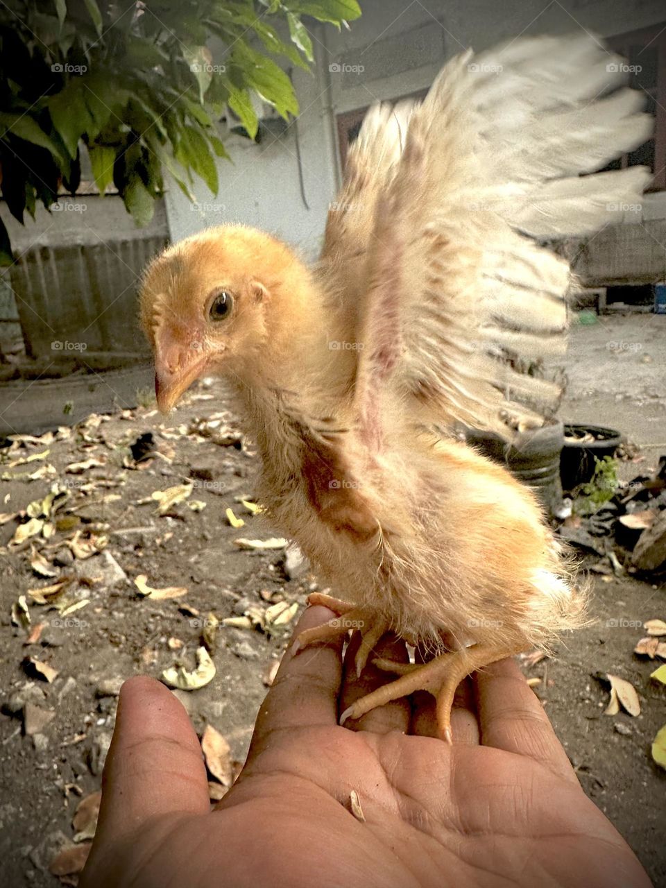 My eagle is called chicken