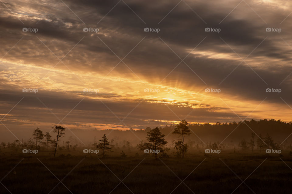 Sunrise. Swamp. Sunlight. Fog.