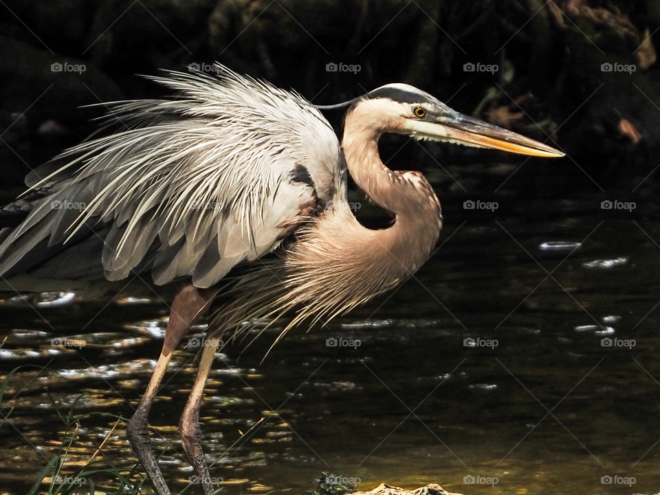 Blue Heron with Ruffled Feathers