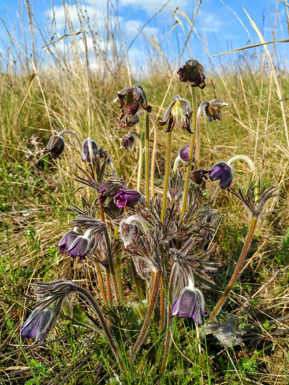 Soft meadow Pulsatilla