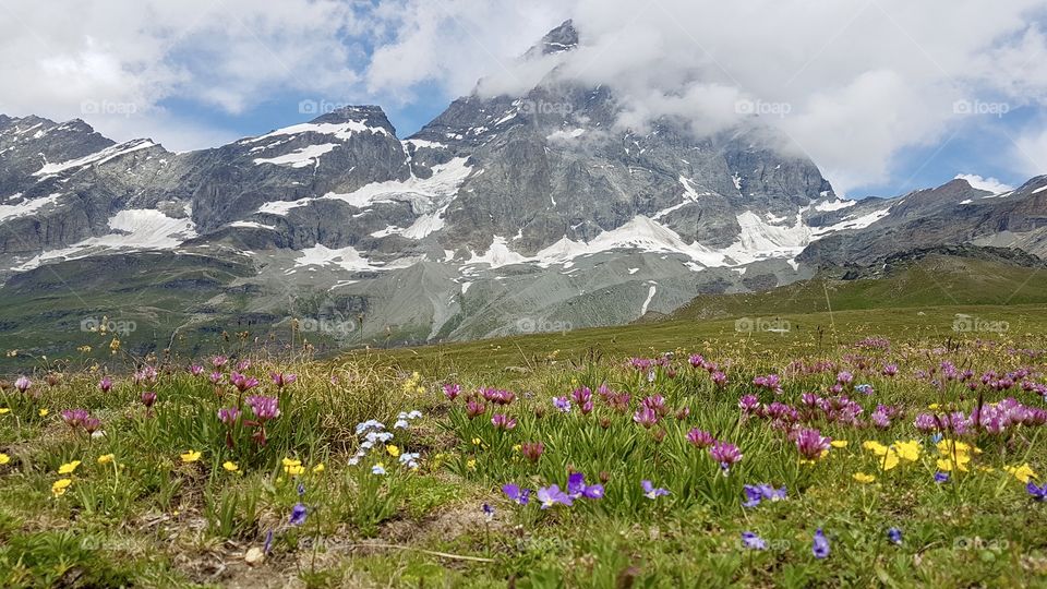 Alpine wildflowers by the Matterhorn mountain, Cervinia Italy - alpina blommor vid Matterhorn, Breuil-Cervinia Italien , Monte Cervino Italia 