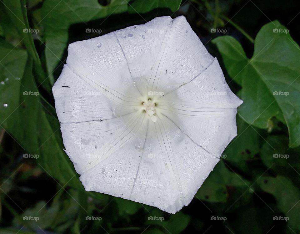 a pretty white flower