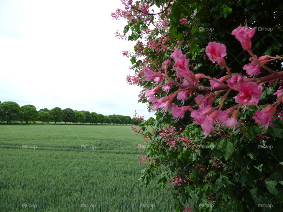 landscape shot of Rye field and blossomed tree in spring early may