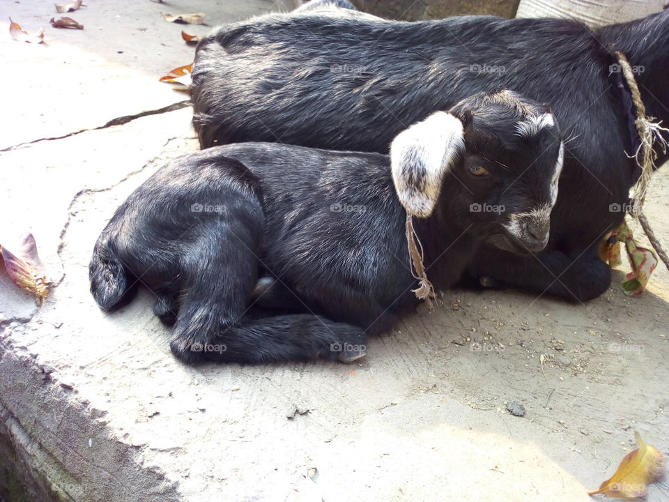 Cute Baby Goat with her mom