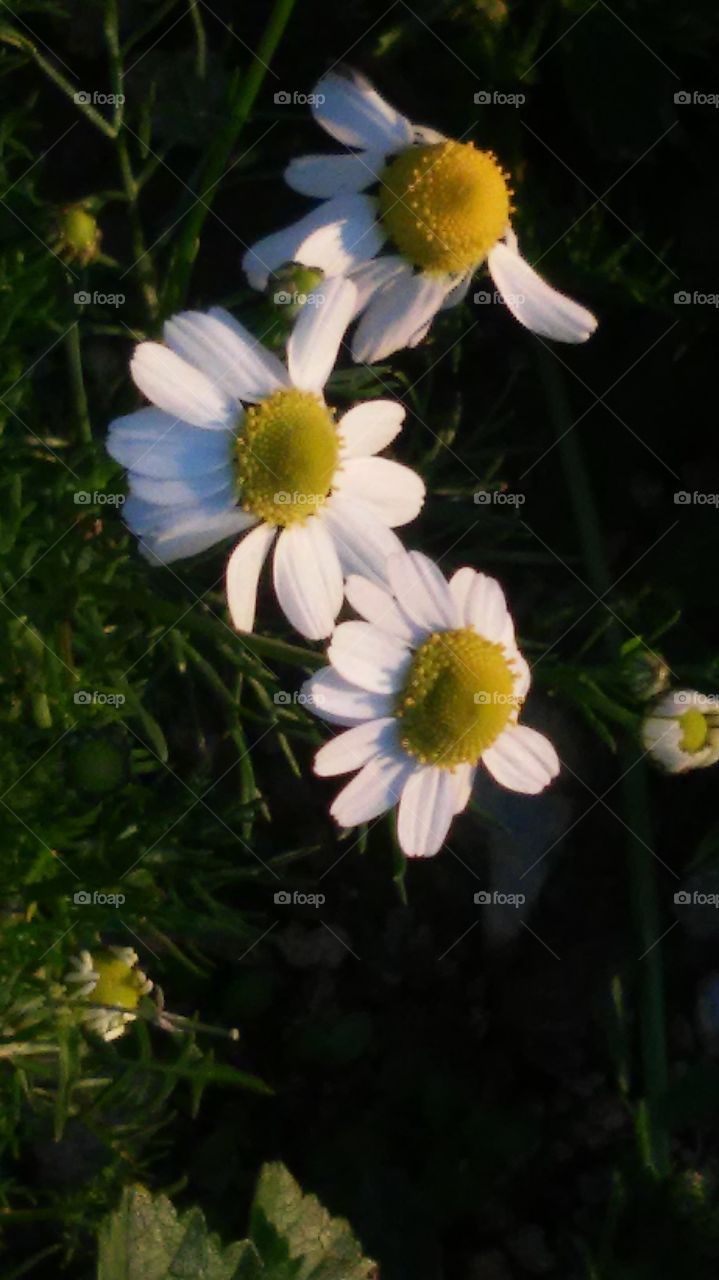 chamomile