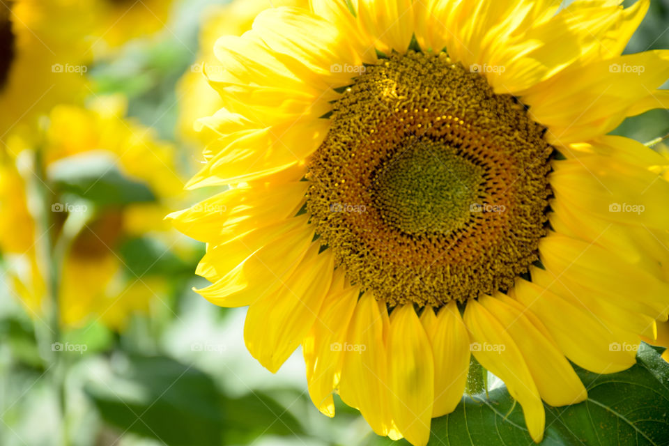 Nature, Flora, Flower, Summer, Leaf