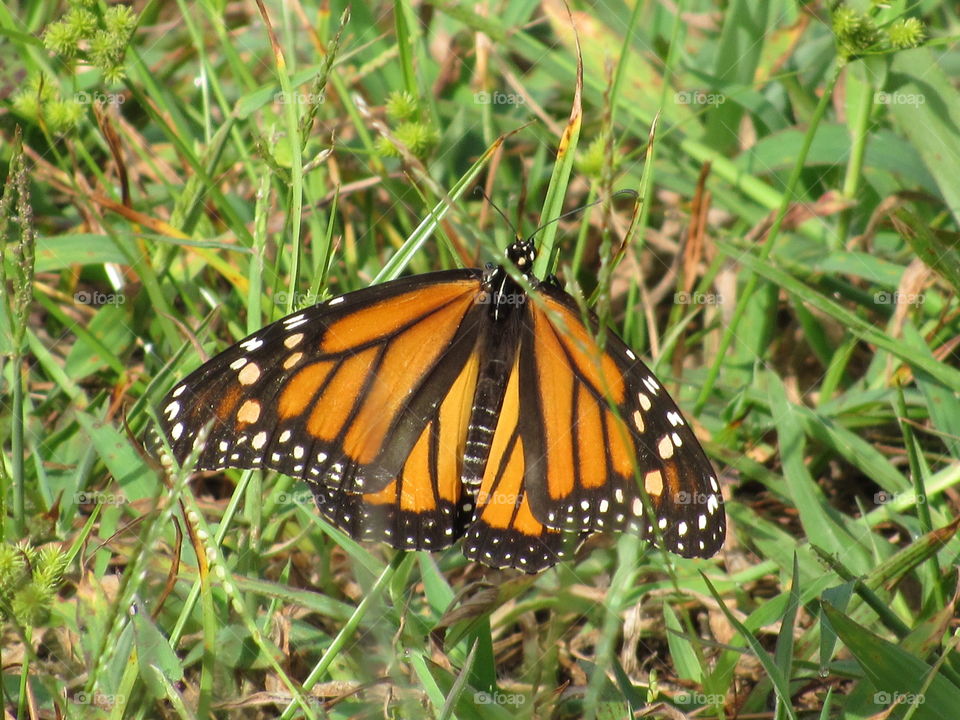 Butterfly, Nature, Insect, Summer, Outdoors