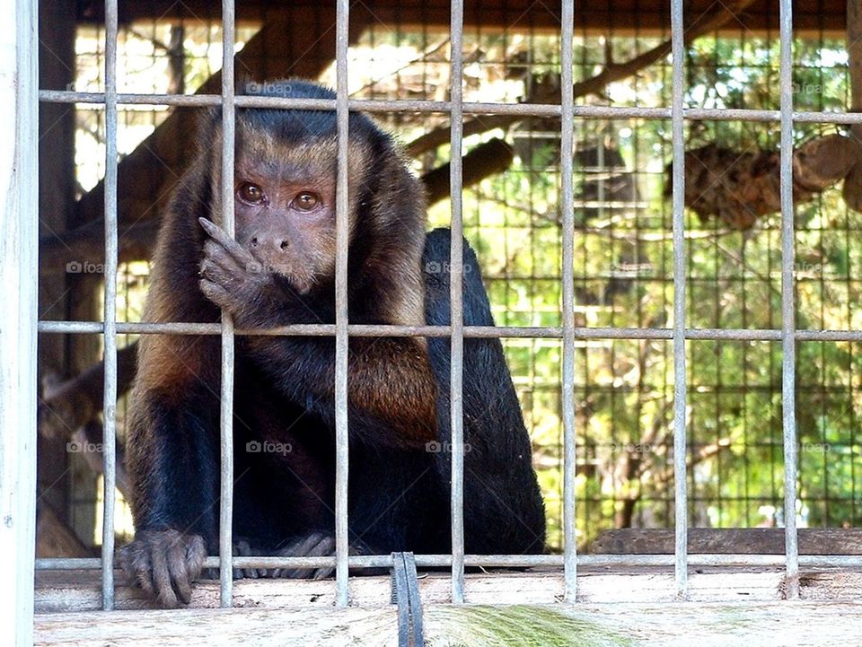 Adorable capuchin monkey