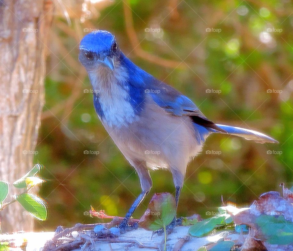 Scrub Jay