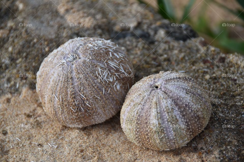 Sea urchin