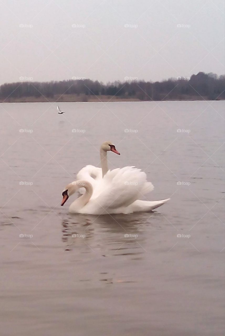 Bird, Swan, Lake, Water, Waterfowl