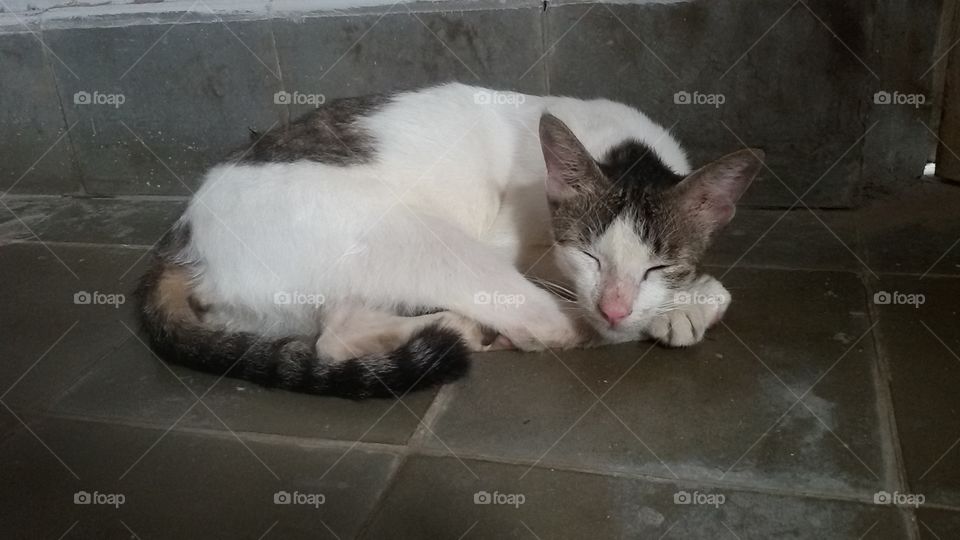 The sleeping cat 🐹🌾