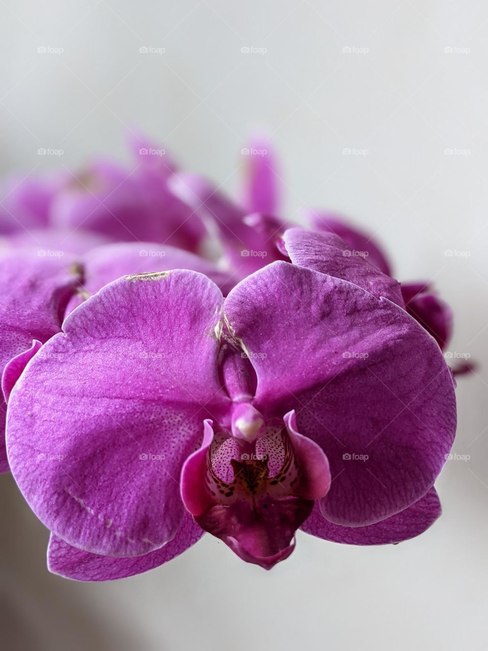 orchid always make me happy..
