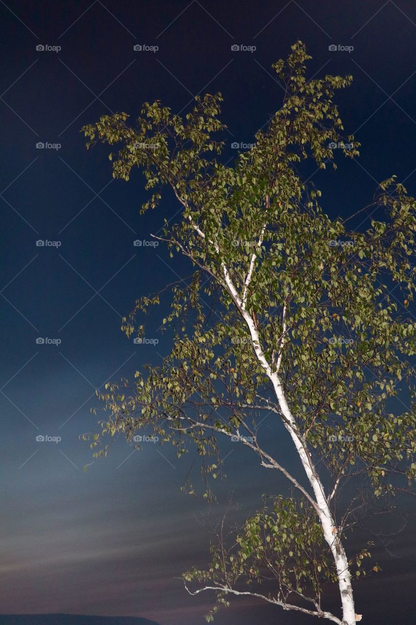 White silver birch tree at sunset minimalist space for text 