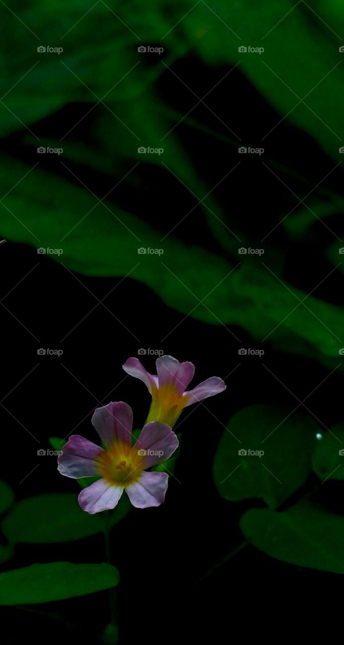 naturelove, drak picture, beautiful, flowers