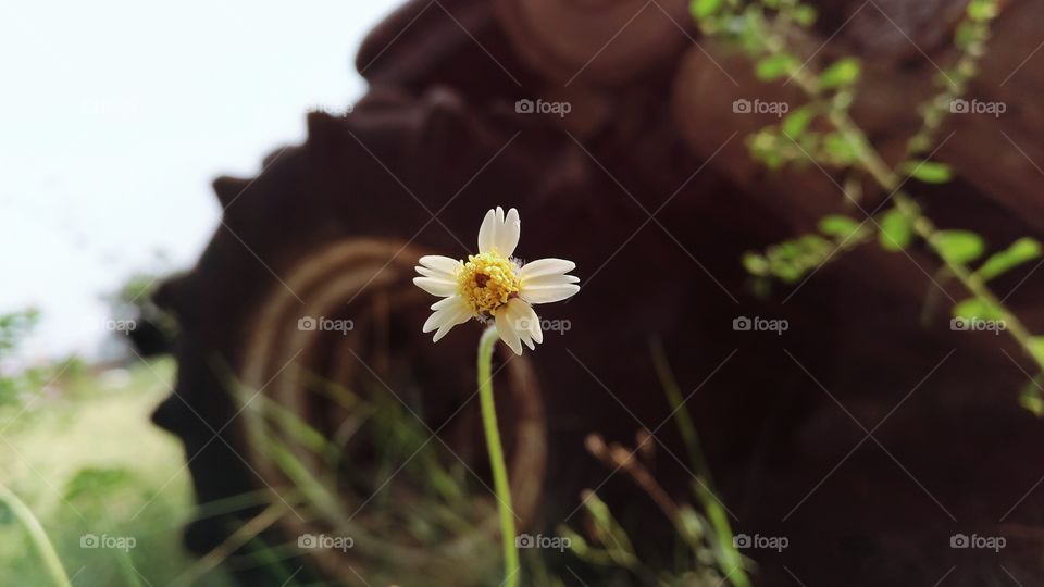 Nature, Outdoors, Flower, No Person, Grass