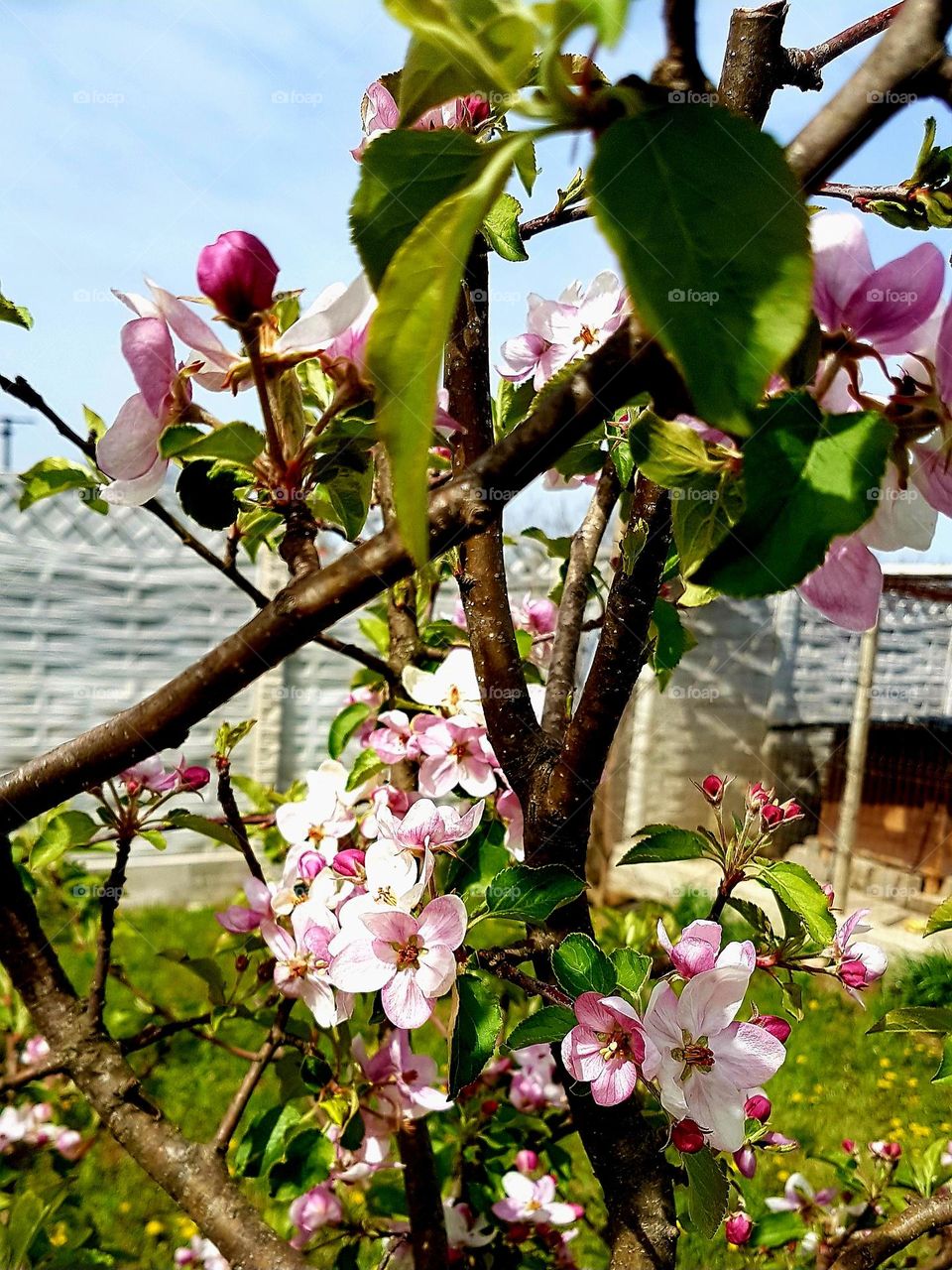 pink flowers