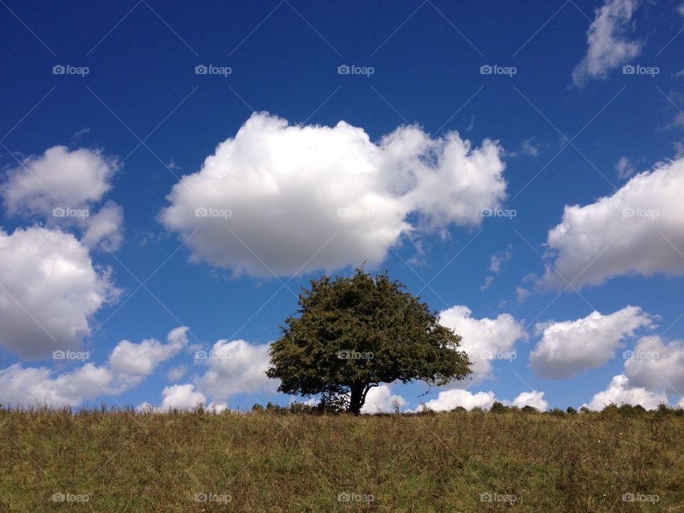 A lonely tree