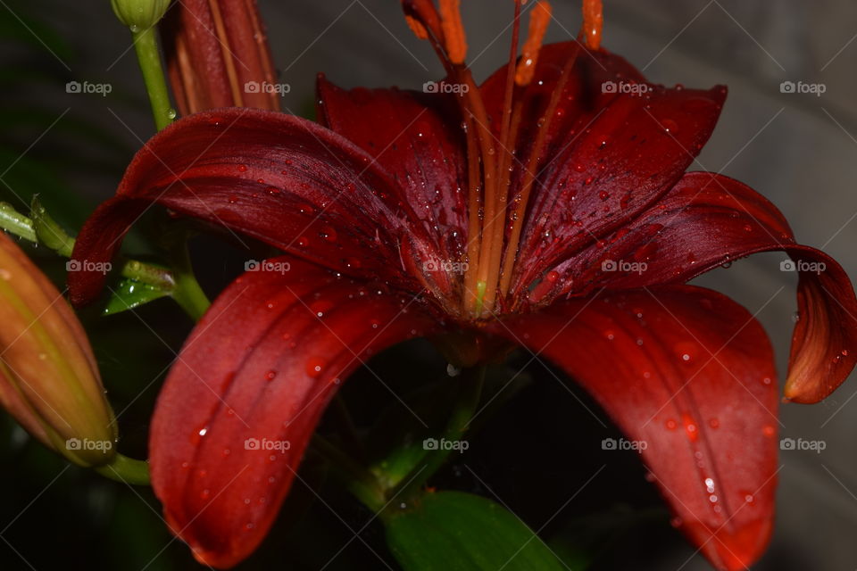 African lily