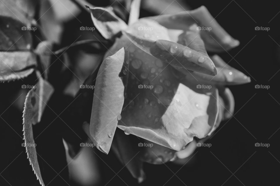 Monochrome Rose, Rose Garden, Rose Petals Covered In Dew, Black And White Flower Portrait, Rose In Bloom 