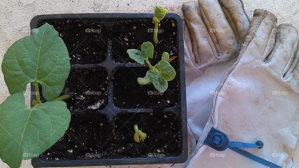 Seed starters