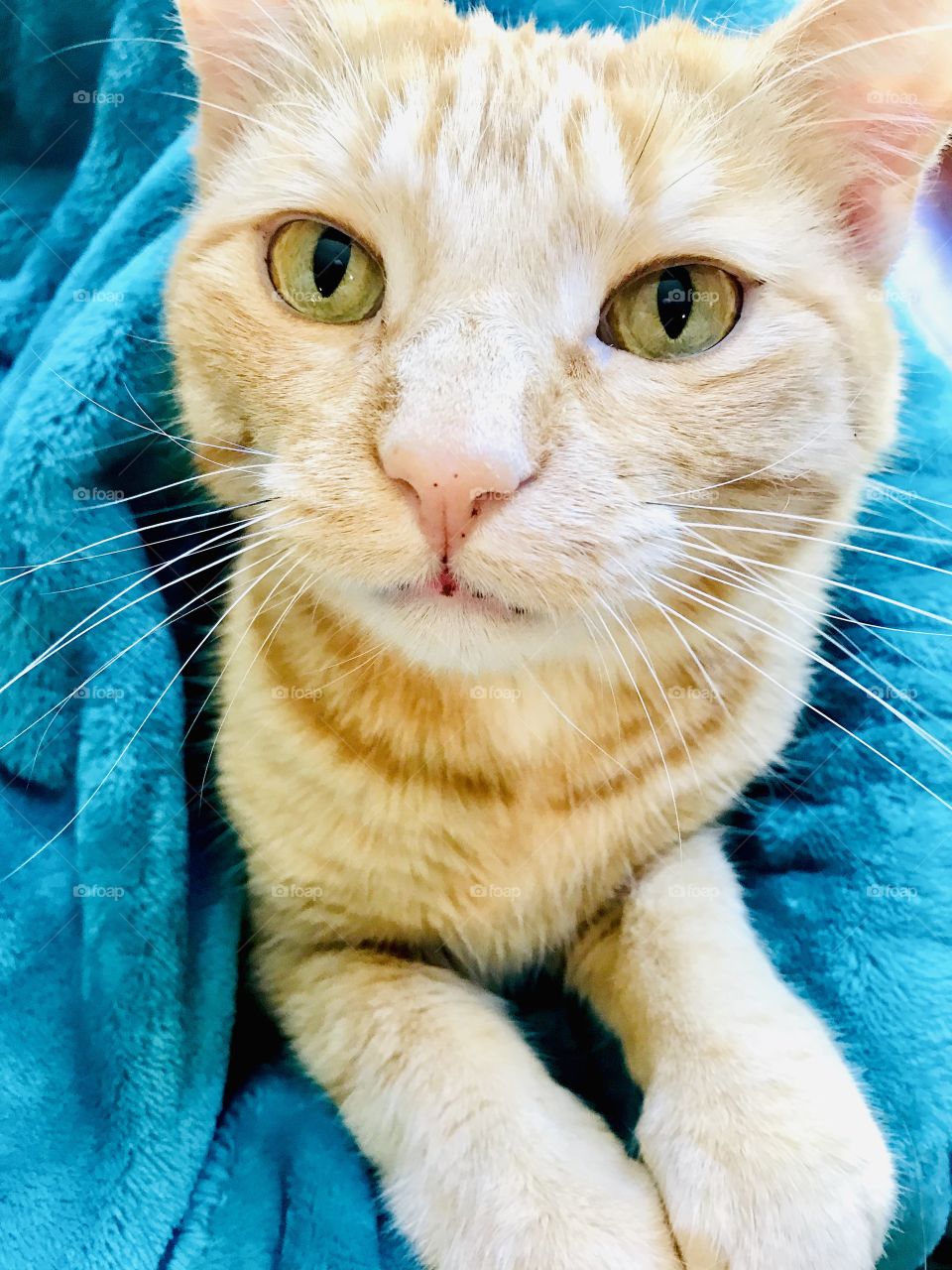 Darling orange tabby cat sitting all cuddled up in beautiful bright blue blanket!! 