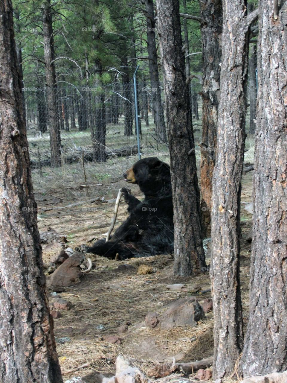 Bear with a stick