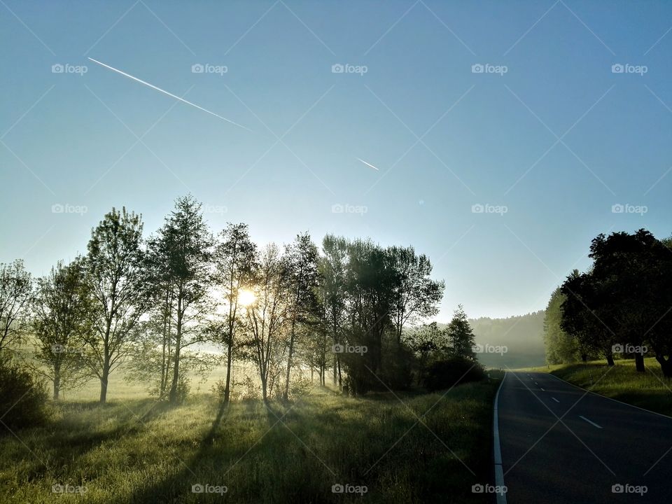 Sunlight passing through tree in forest