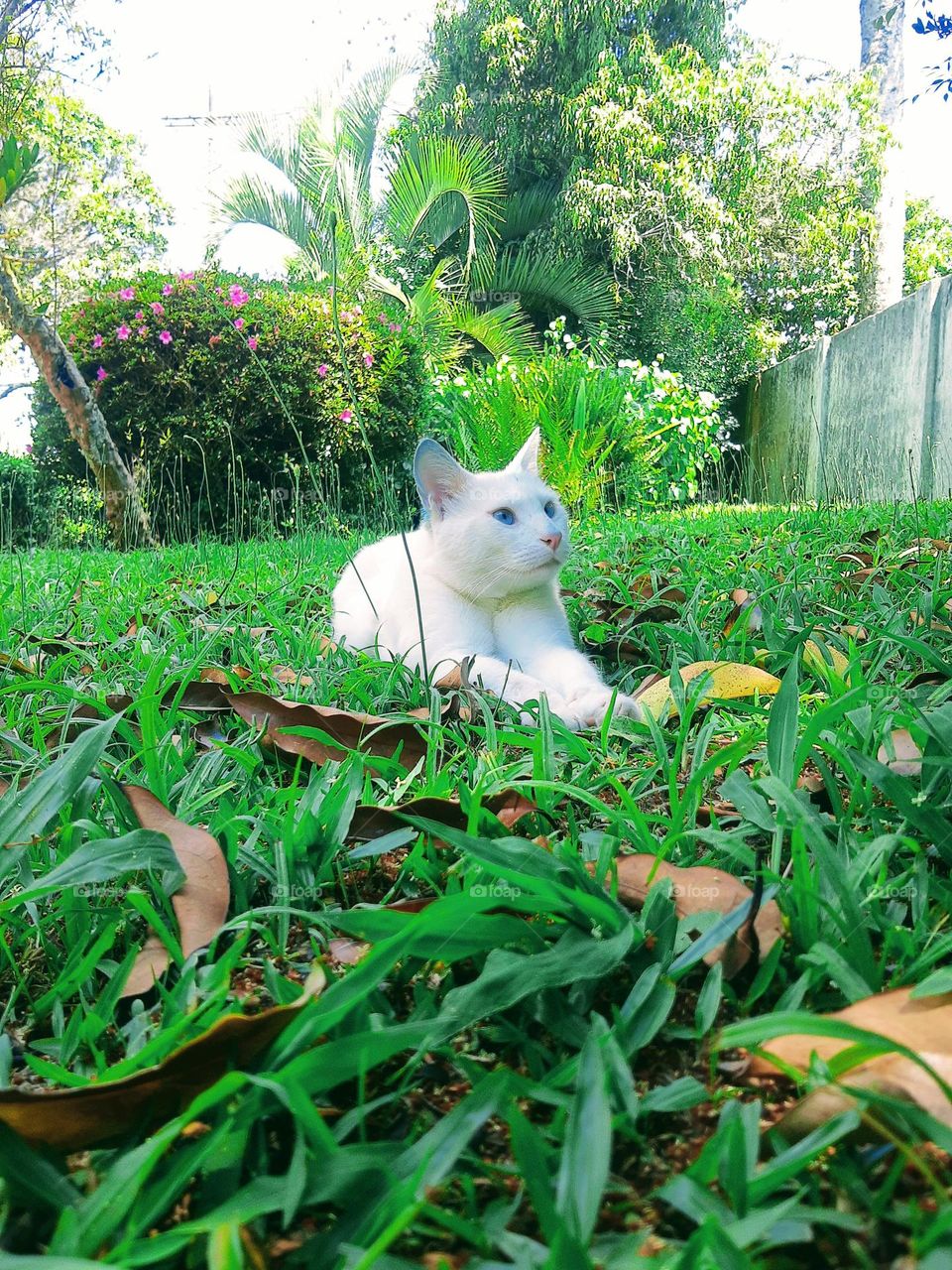 cat lying on the grass