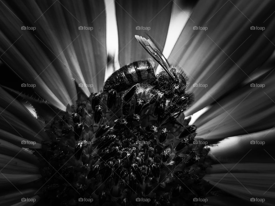 Black and white close up of a honeybee on display on the stage of a sunflower