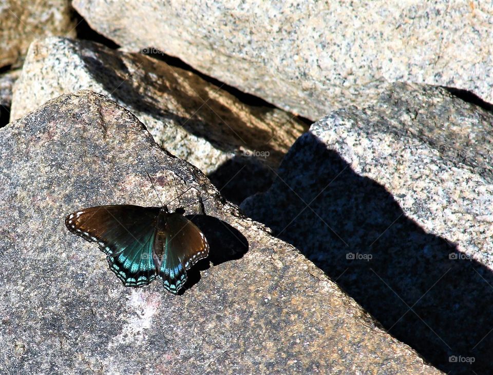 butterfly on rock- a study pf contrasts.