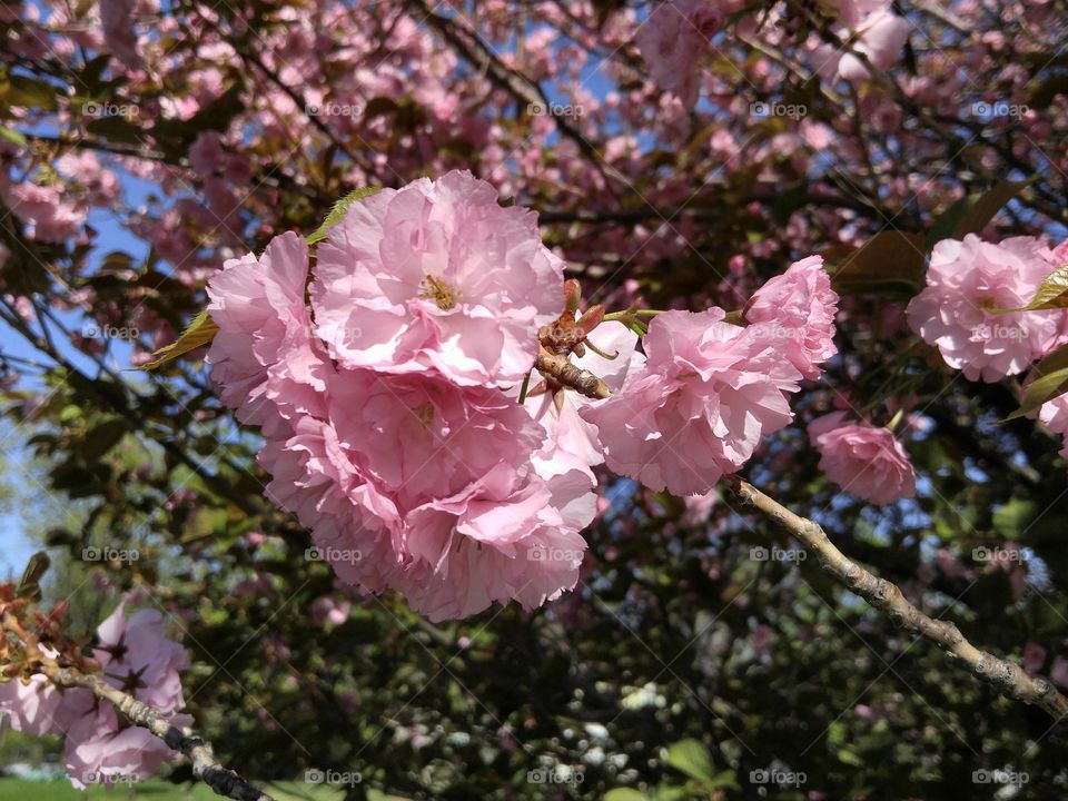 cherry blossom