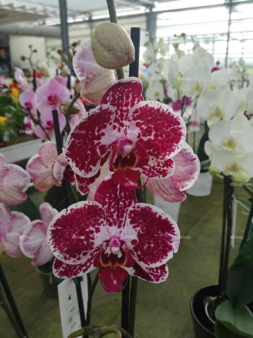 orchids