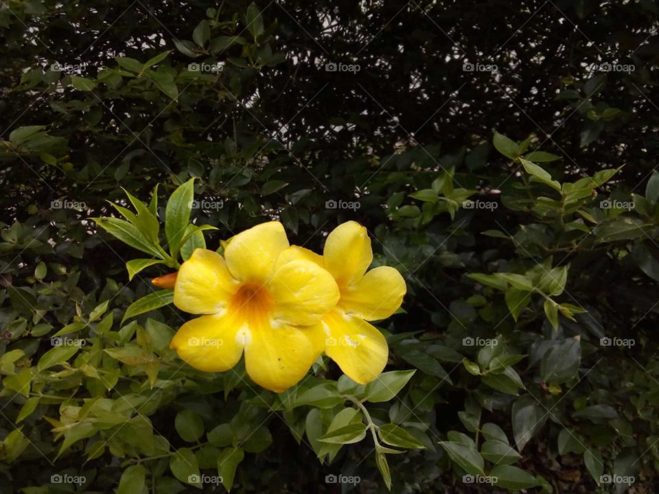 yellow flowers-Rukkathana