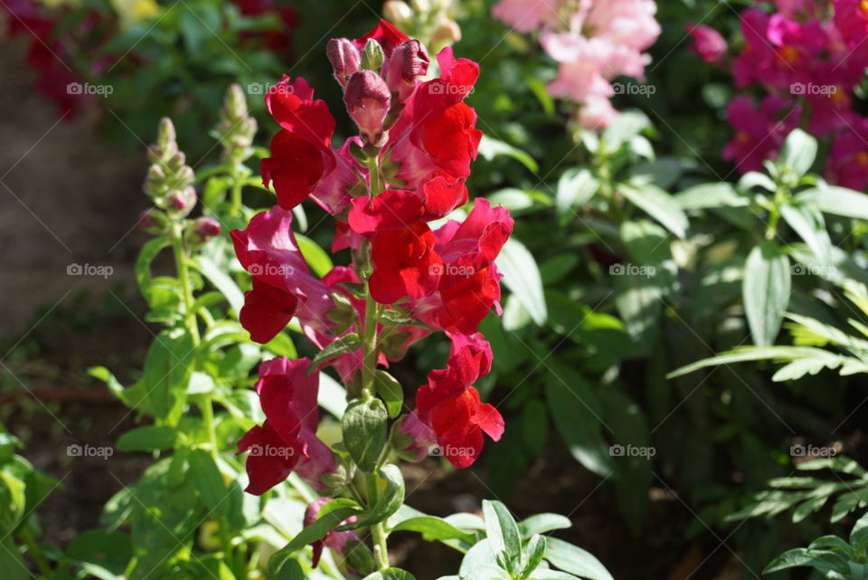 Flower#nature#flourish#beautiful#garden