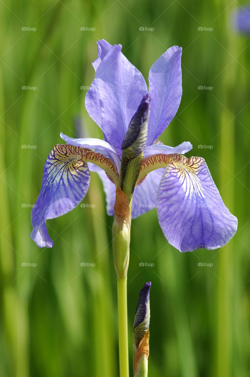 Siberian flag iris 'Perry's Blue'