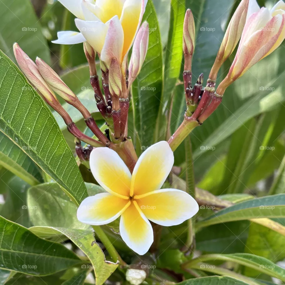Flower Greece 
